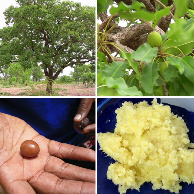 未精製シアバター 430g | マンゴロベ