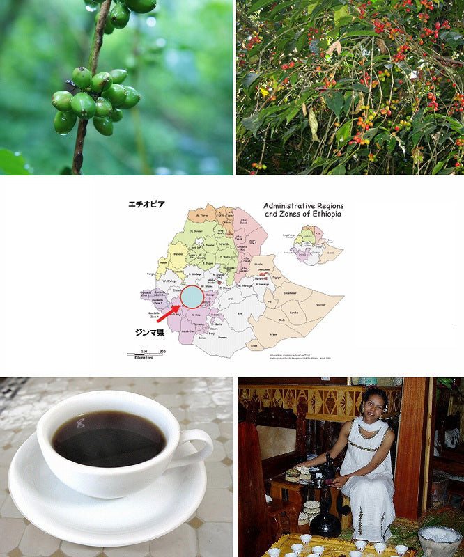 【豆/浅煎り】ベレテ・ゲラの森に自生するコーヒー　ミディアムロースト