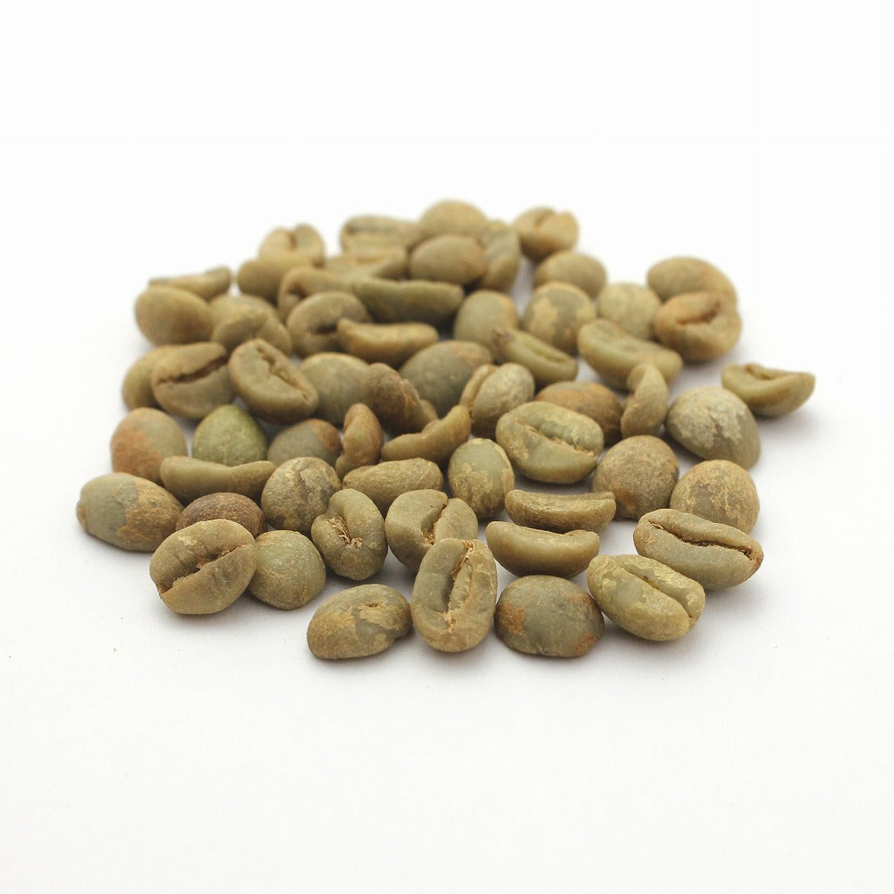 コーヒーの木　育苗用　コーヒー生豆　乾燥豆　500g　アラビカ種のコーヒー コーヒーの木 育苗用 コーヒー生豆 乾燥豆 500g アラビカ種の