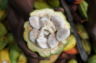 カカオ生豆 ショコラマダガスカル