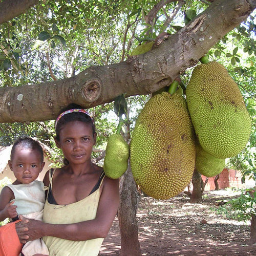 ウガンダのドライジャックフルーツ 原料1kg