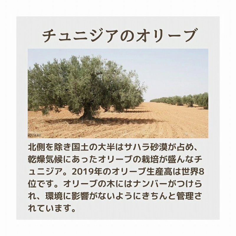 オリーブ木 タイル鍋敷き 15x15 07