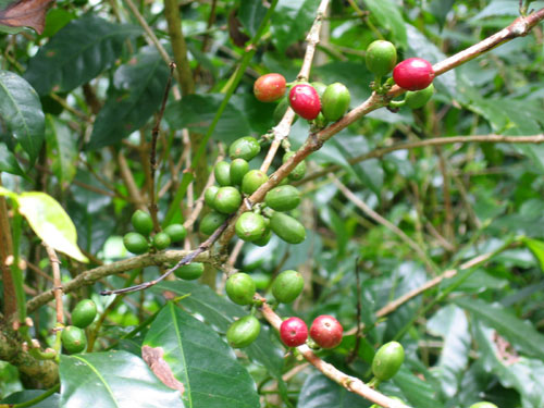 エチオピア産 ベレテ・ゲラの森に自生するコーヒー 生豆