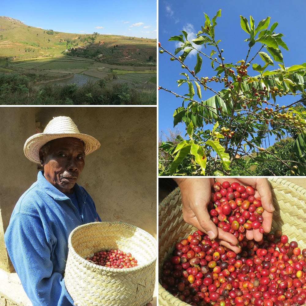 【お試しセール20%OFF】マダガスカルのコーヒー生豆 ナチュラル アラビカ種